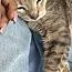 A senior medium-sized female Gray & White Domestic Short Hair cat named Meechy for adoption in Bronx, NY
