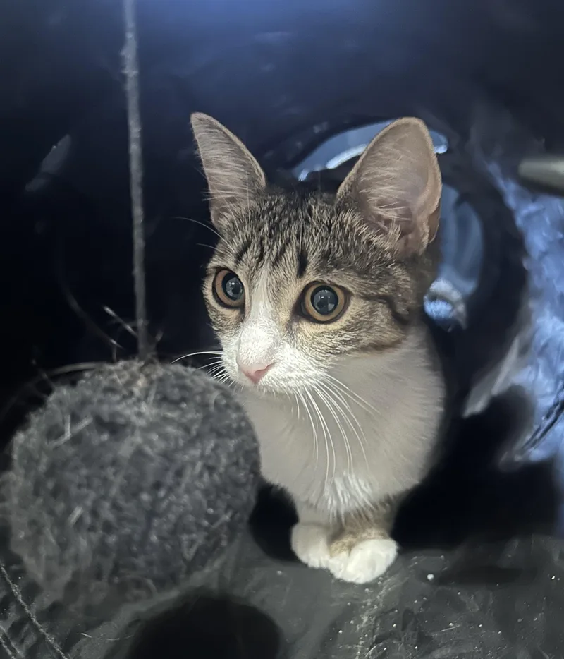 A baby medium-sized female Tabby (Brown / Chocolate) Domestic Short Hair cat named Rio for adoption in Lauderhill, FL