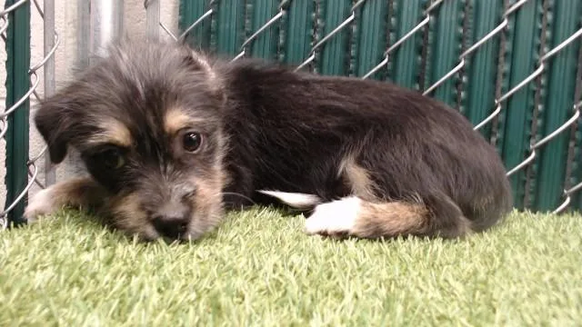 A baby small-sized female Terrier dog named Lexie for adoption in Downey, CA