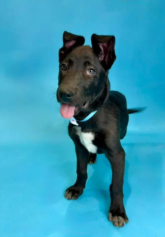 A baby large-sized male Black Shepherd dog named Bruin for adoption in Alvin, TX