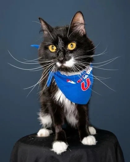 An adult small-sized male Domestic Long Hair cat named Ollie for adoption in Lawrenceville, GA