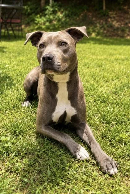 An adult medium-sized female Pit Bull Terrier dog named Little Foot for adoption in Dahlonega, GA