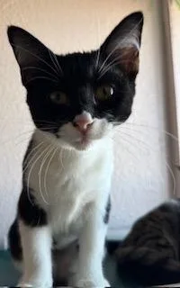 A baby medium-sized female Domestic Short Hair cat named Bat Girl for adoption in Grand Junction, CO