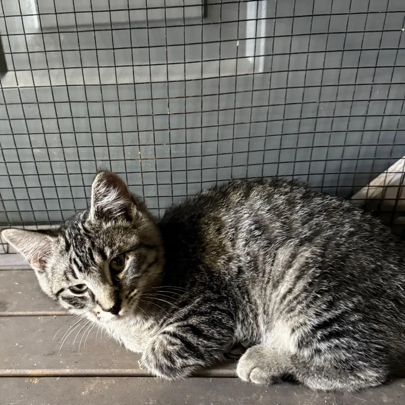 A baby small-sized male Gray / Blue / Silver Domestic Short Hair cat named Bengie for adoption in Ferndale, WA
