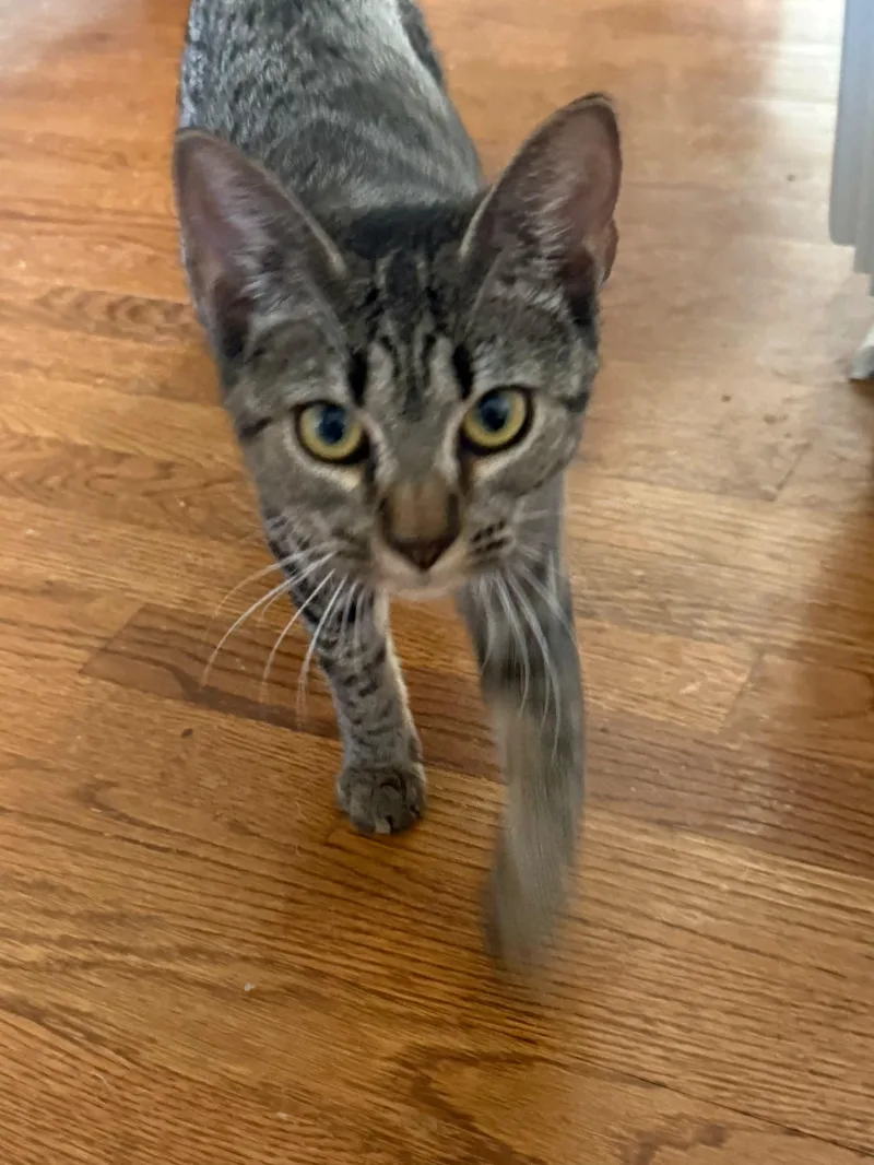 A young medium-sized female Tabby (Brown / Chocolate) Domestic Short Hair cat named Athena for adoption in New Britain, CT