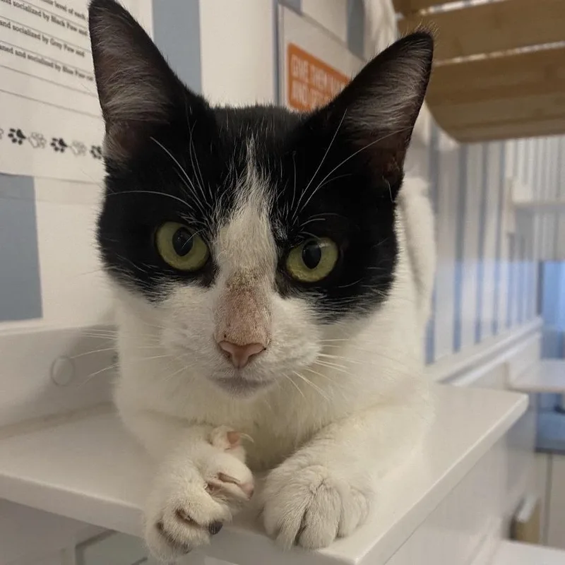 An adult medium-sized female Domestic Short Hair cat named Luciana for adoption in Los Angeles, CA
