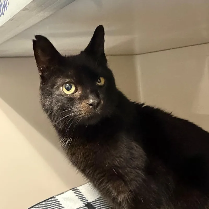 An adult medium-sized male Black Domestic Short Hair cat named Shadow for adoption in Watertown, NY
