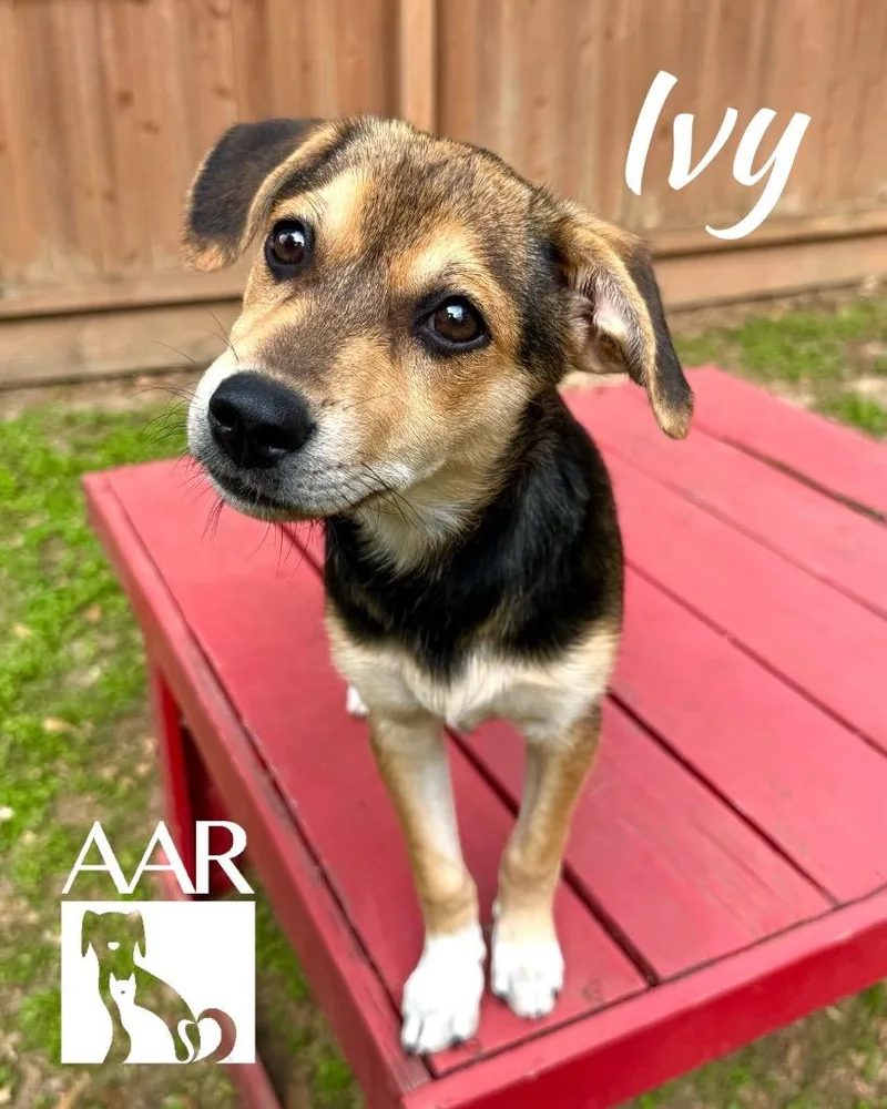 A baby small-sized female Beagle dog named Ivy for adoption in Magnolia, TX