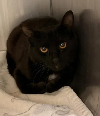 A young medium-sized male Domestic Short Hair cat named Kipper for adoption in Redmond, OR