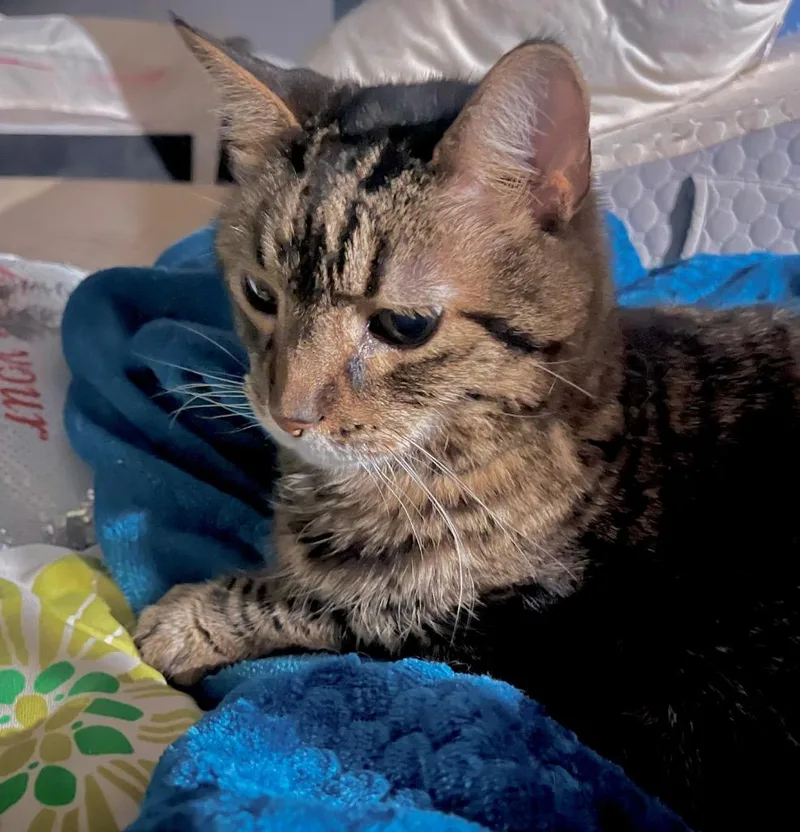 A senior medium-sized male Domestic Short Hair cat named Nick for adoption in Columbia, IL