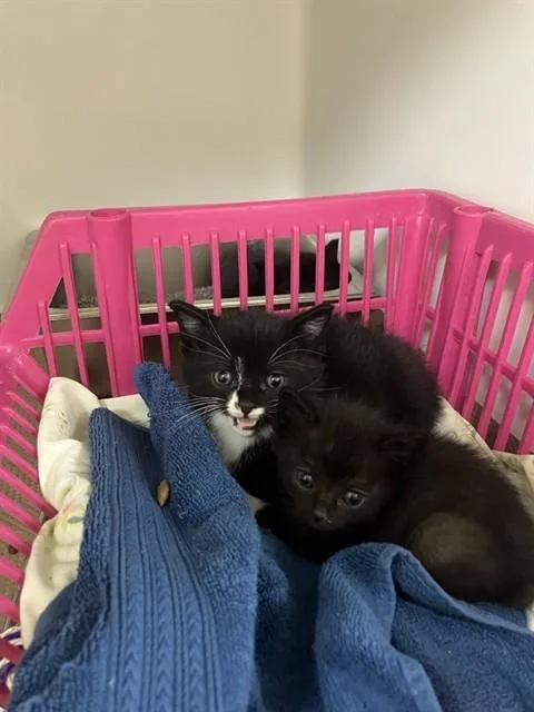 A baby medium-sized male Domestic Short Hair cat named Callum for adoption in Boston, MA