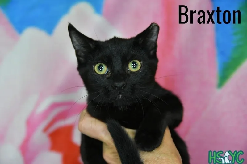 A baby medium-sized female Domestic Short Hair cat named Braxton for adoption in Fort Mill, SC