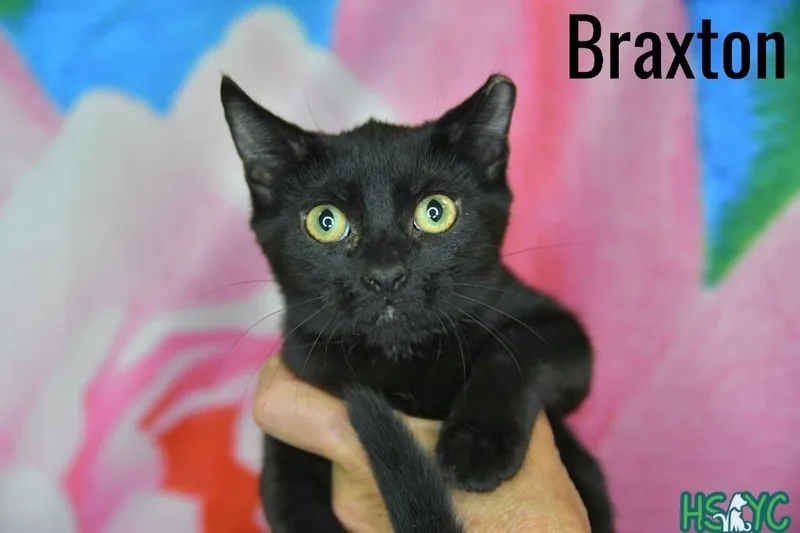 Braxton thumbnail 2