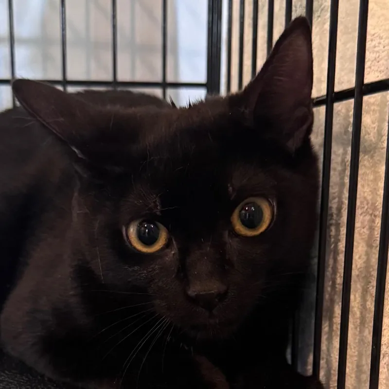 A young medium-sized male Black Domestic Short Hair cat named Bauble for adoption in Salisbury, MA