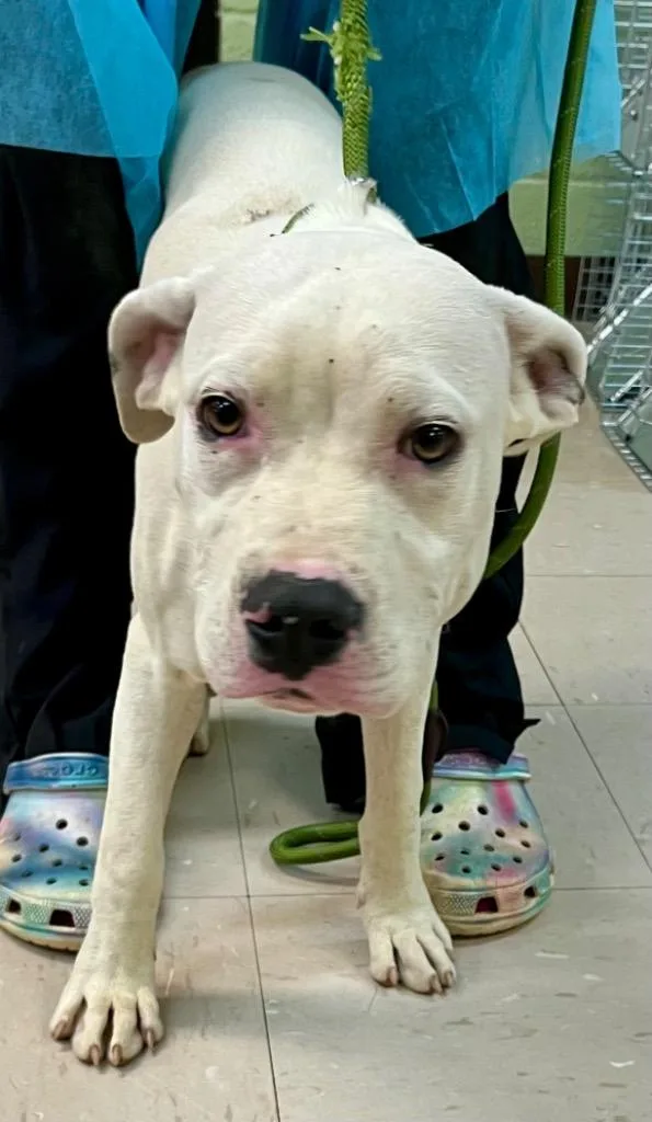 A baby medium-sized male American Staffordshire Terrier dog named Aldo for adoption in Burnsville, NC