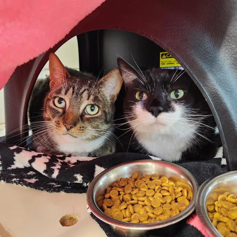 An adult medium-sized male Brown / Chocolate Domestic Short Hair cat named Rio for adoption in Delaware, OH