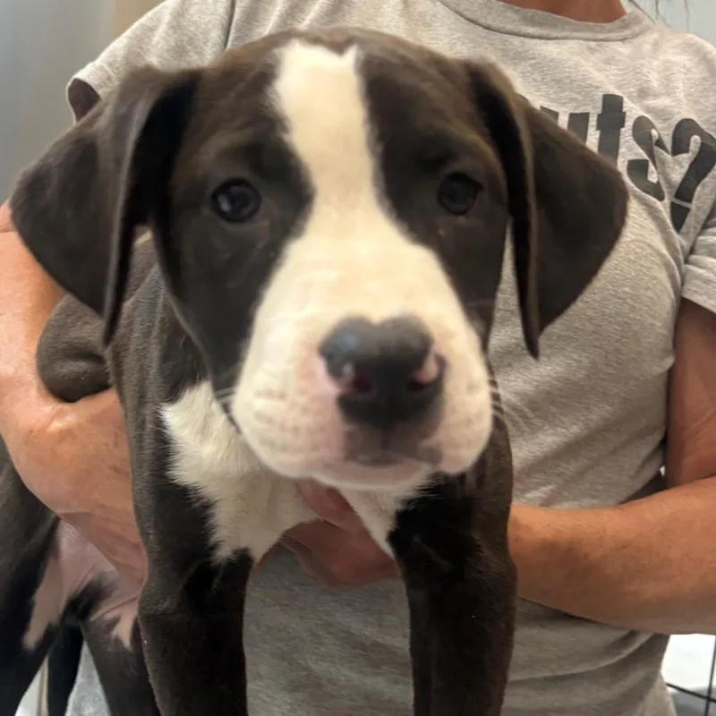 A baby small-sized male Black Boxer dog named Mickey  AKA Earth for adoption in Mooresville, IN