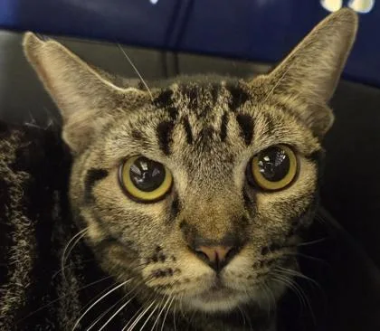 An adult small-sized female Domestic Short Hair cat named Jackie for adoption in Honolulu, HI