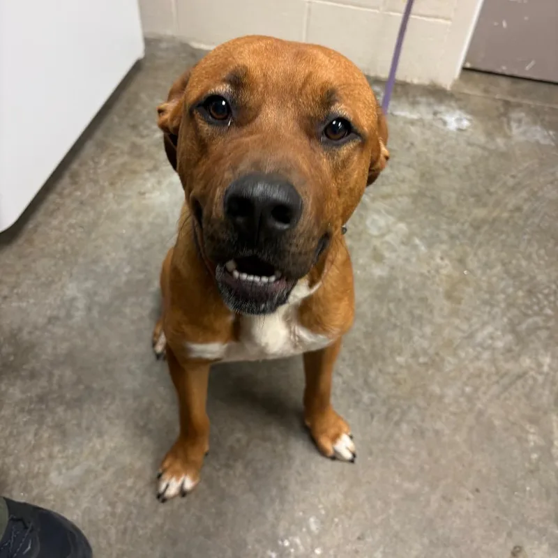 An adult large-sized male Yellow / Tan / Blond / Fawn Mixed Breed dog named Groot for adoption in Manhattan, KS