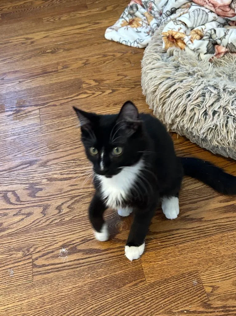 Tucker Bonded With Baxter thumbnail 2