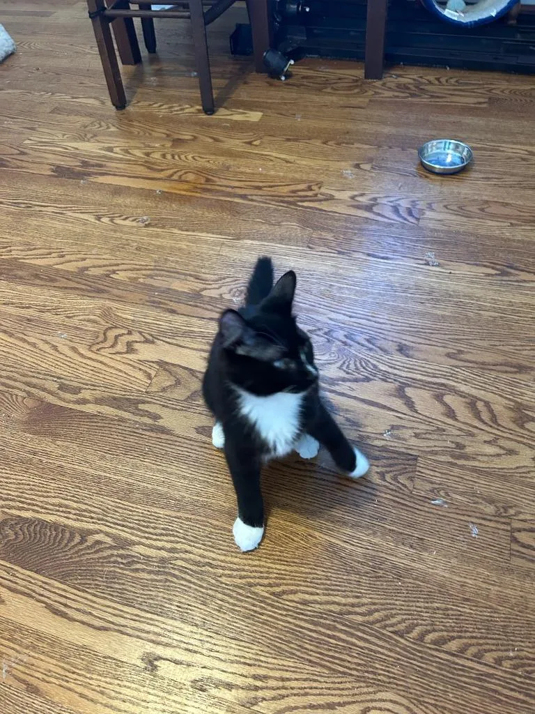 Tucker Bonded With Baxter thumbnail 3