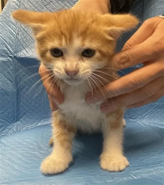 A baby small-sized female Domestic Short Hair cat named Michelle for adoption in Ontario, CA