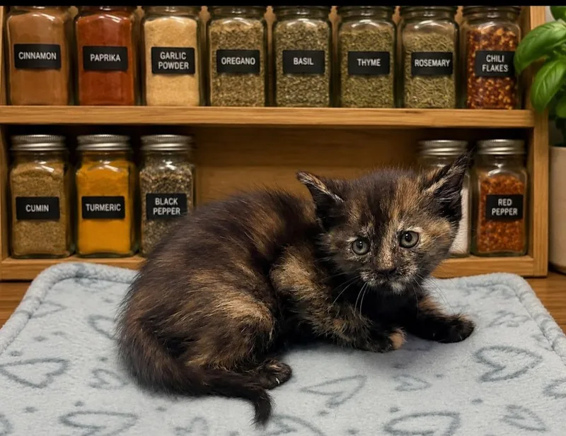 A baby small-sized female Domestic Short Hair cat named Dapple for adoption in Washington Court House, OH