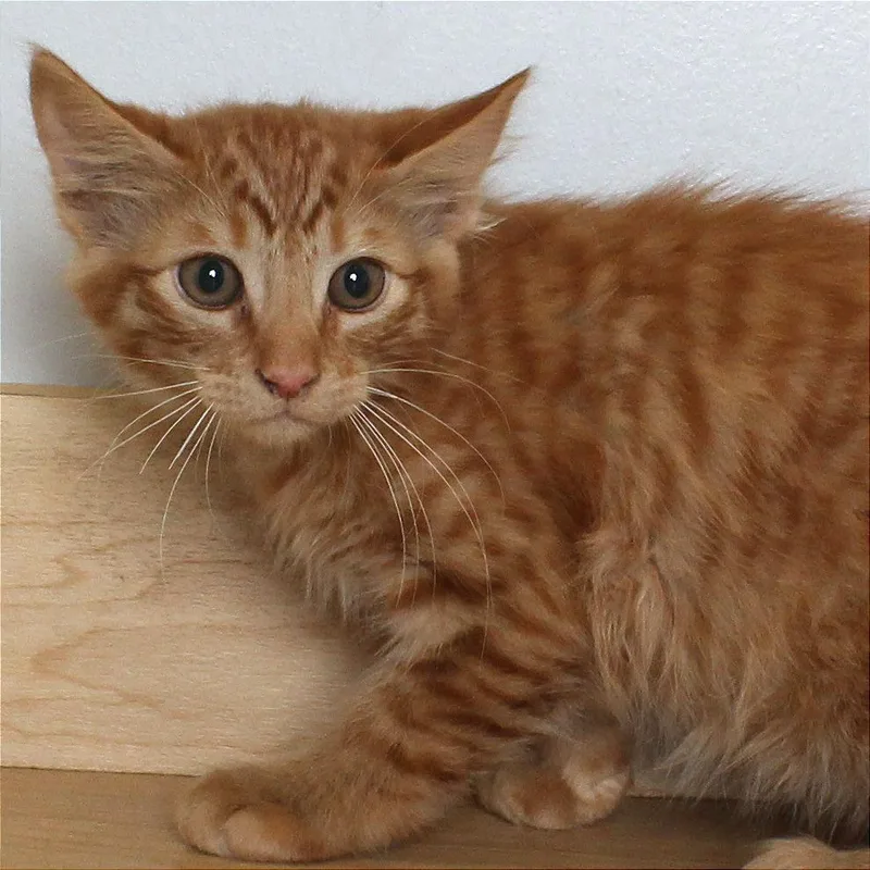 A baby small-sized male Orange / Red Domestic Medium Hair cat named Jack C for adoption in Minnetonka, MN