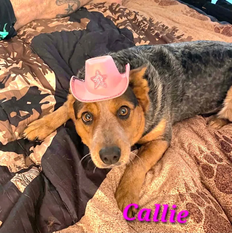 Callie thumbnail 3