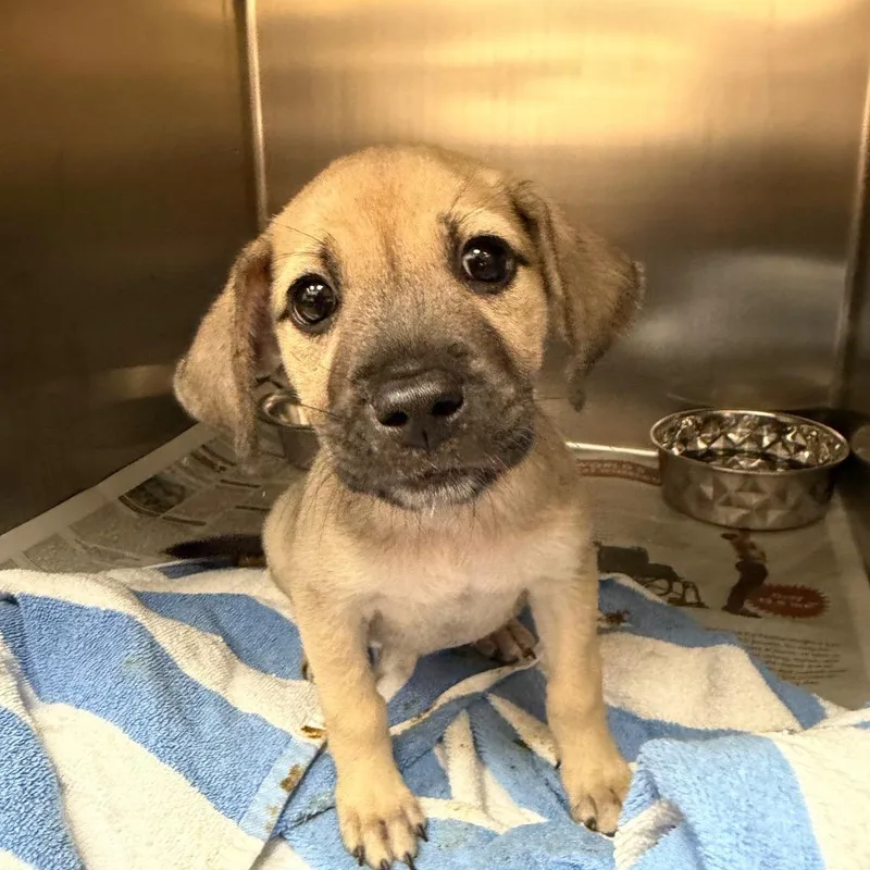 A baby small-sized female Yellow / Tan / Blond / Fawn Catahoula Leopard Dog dog named Sandy for adoption in Corpus Christi, TX