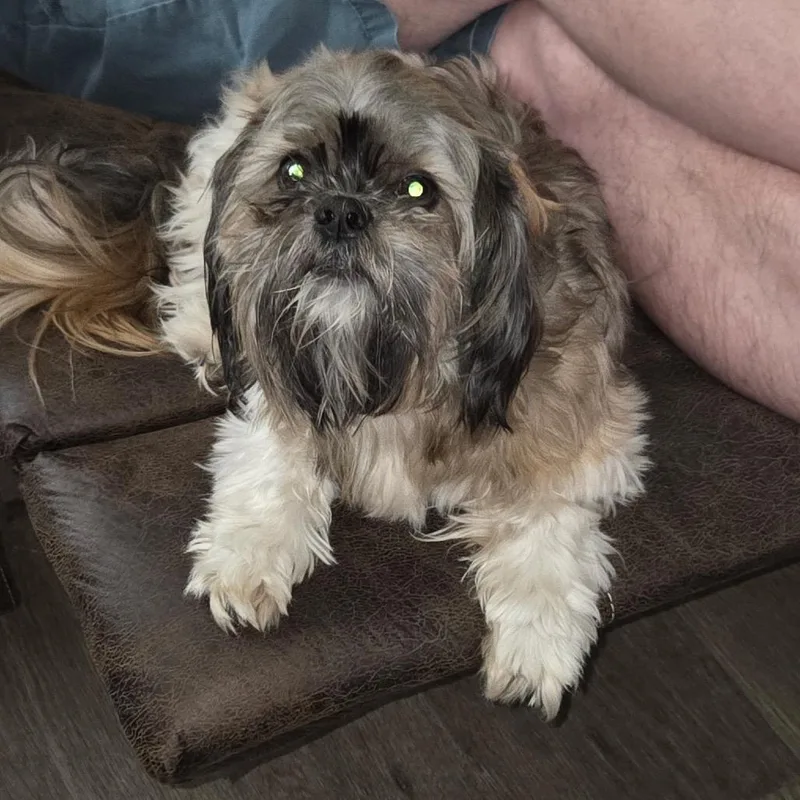 An adult small-sized male Shih Tzu dog named Ardie for adoption in Hohenwald, TN