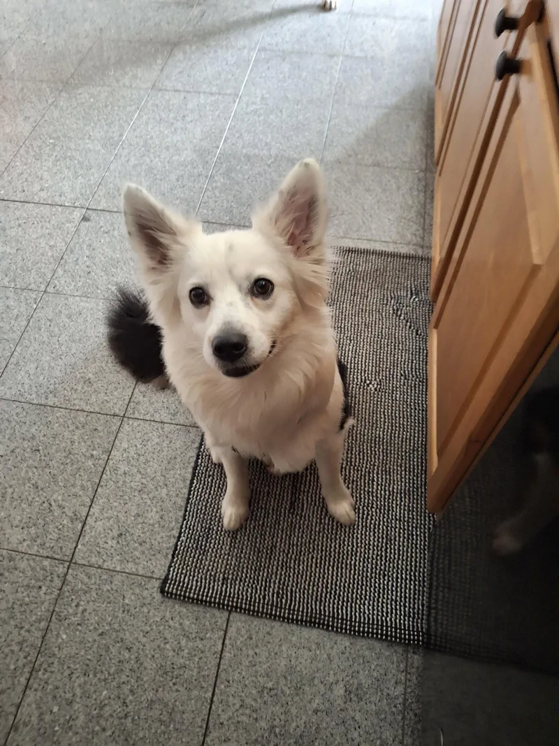 An adult medium-sized male Border Collie dog named Cerro for adoption in St. Louis, MO