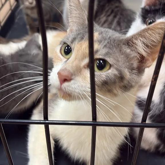 An adult medium-sized female White Domestic Short Hair cat named Zona for adoption in Gadsden, AL