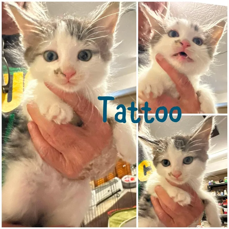 A baby medium-sized male Gray & White Domestic Short Hair cat named Tattoo for adoption in Byrdstown, TN