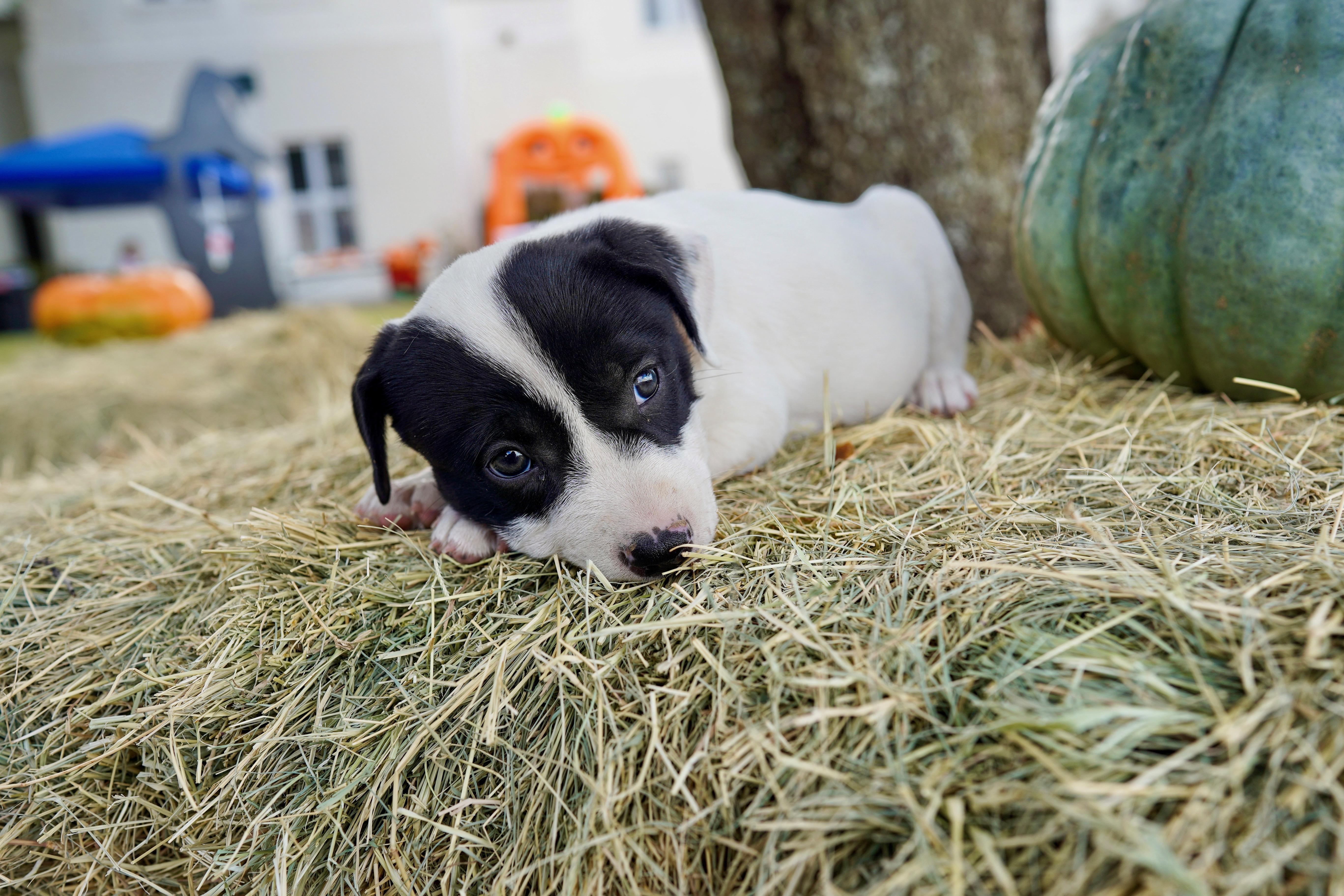 A baby medium-sized female White / Cream Labrador Retriever dog named Marimba for adoption in San Antonio, TX