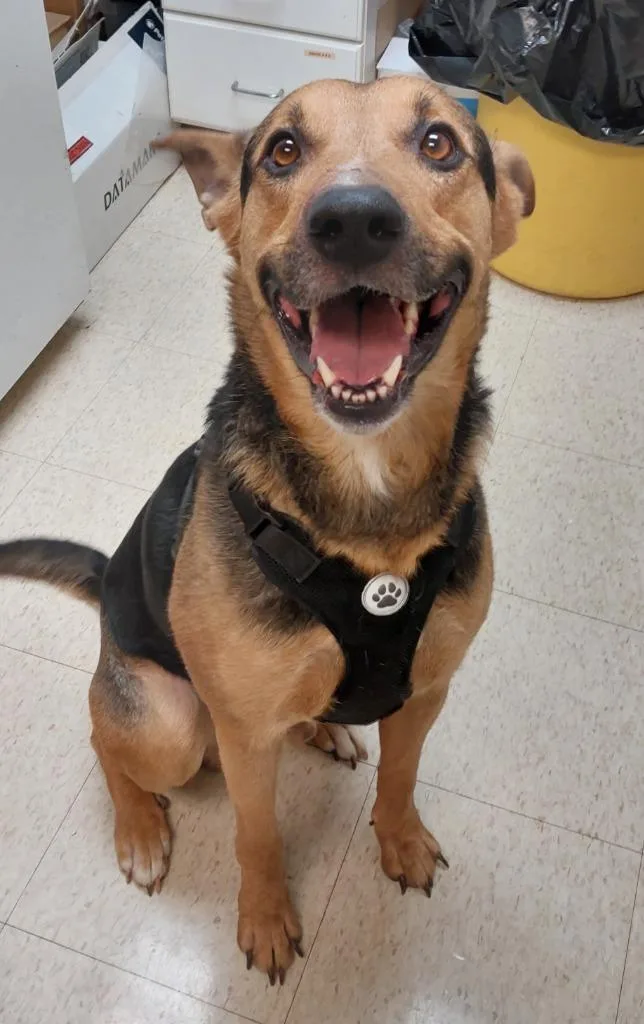 A young medium-sized male German Shepherd Dog dog named Zoltan for adoption in Mocksville, NC