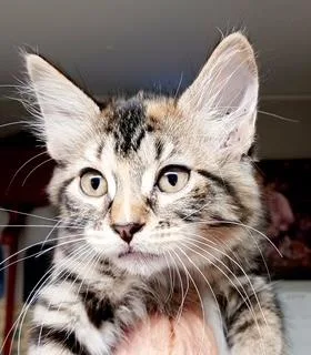 A baby medium-sized female Tabby (Gray / Blue / Silver) Domestic Medium Hair cat named Abilene for adoption in Bulverde, TX