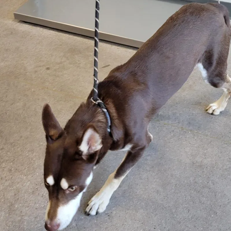 A young medium-sized male Brown / Chocolate Mixed Breed dog named Travis for adoption in Las Cruces, NM