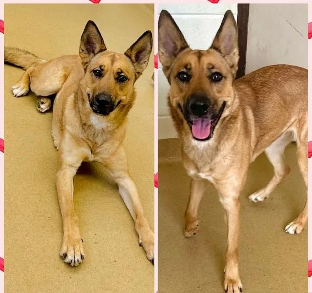 An adult medium-sized female German Shepherd Dog dog named Estrella for adoption in Derwood, MD