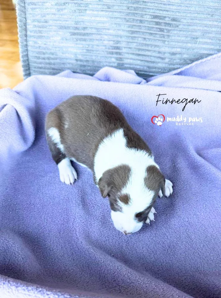 Cassie's Crew: Finnegan