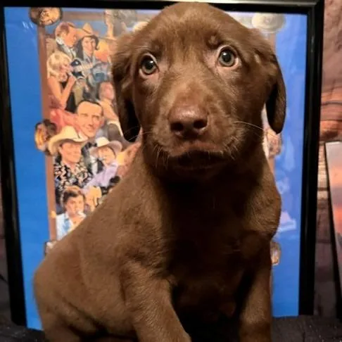 A baby medium-sized female Apricot / Beige Labrador Retriever dog named Faith for adoption in Normal, IL