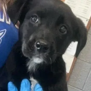 A baby small-sized female Black Shepherd dog named Raven for adoption in Marshall, VA