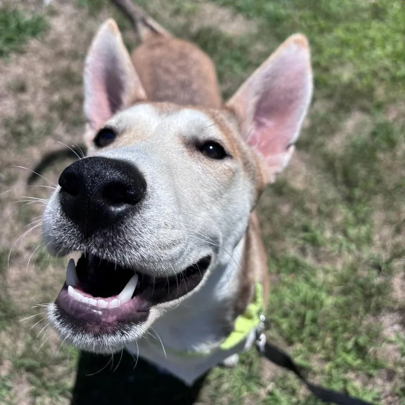 A young medium-sized female Husky dog named Meg for adoption in Pembroke, MA