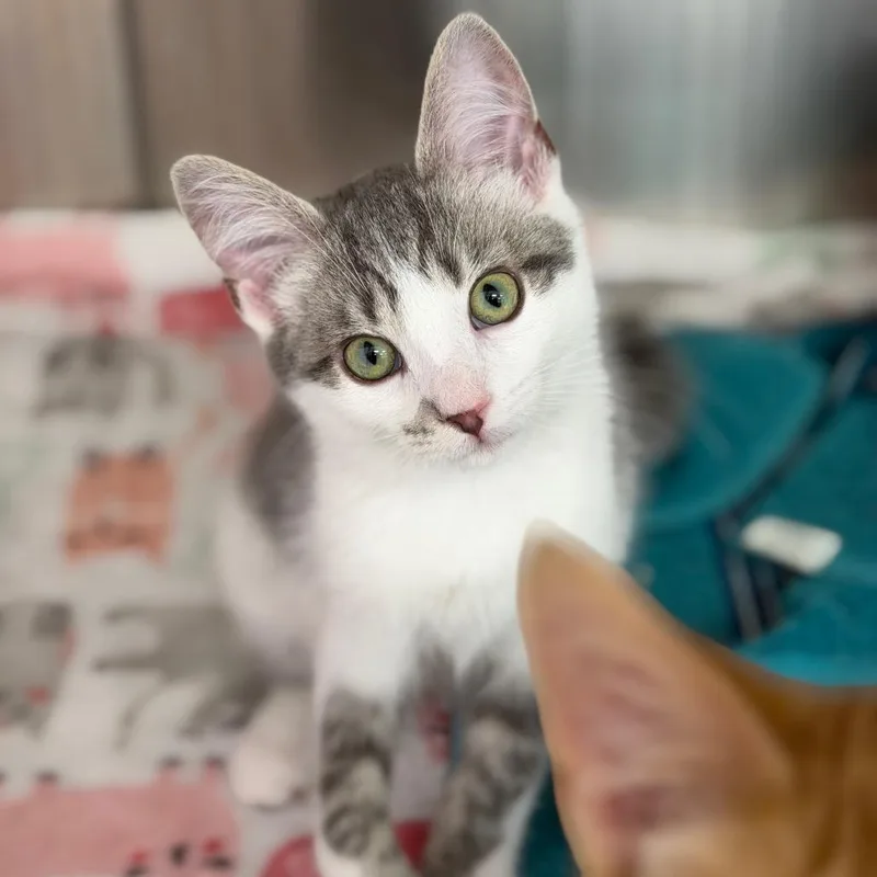 A baby small-sized female Domestic Short Hair cat named Subie Tanner&Tessa for adoption in Portage, MI