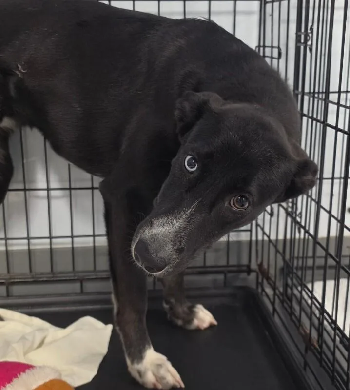A young medium-sized female Husky dog named Elsa for adoption in Roanoke, VA