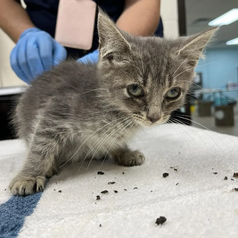 A baby small-sized male Gray / Blue / Silver Domestic Medium Hair cat named Waterbear for adoption in Verona, VA