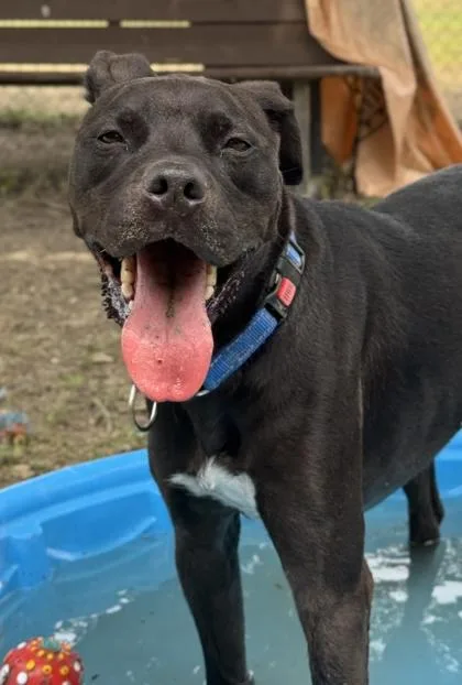 Sterling thumbnail 2