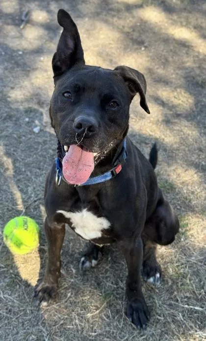 Sterling thumbnail 3