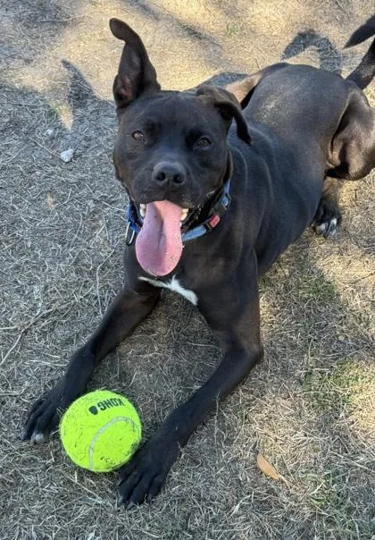 Sterling thumbnail 4