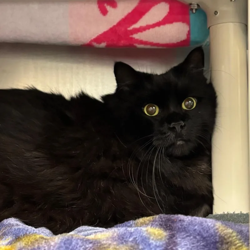 A senior extra large-sized female Black Domestic Short Hair cat named Belle for adoption in Springfield, MA